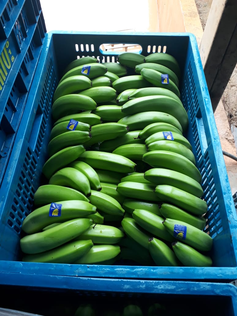 MAGARIO RIBEIRÃO EVALDO FAZ UIRAPURU 4 (20) CG 00130.jpeg