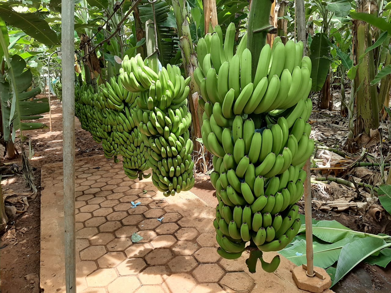 WhatsApp Image 2020-02-07 at 07.35.32.jpeg