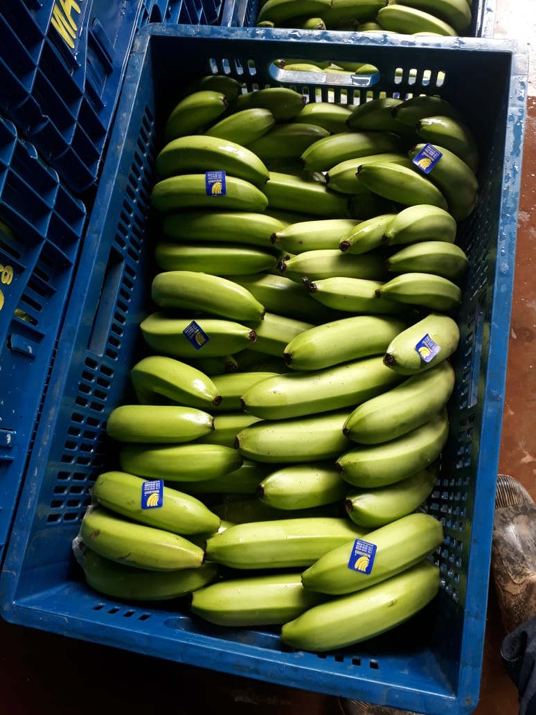 MAGARIO RIBEIRÃO EVALDO FAZ UIRAPURU 4 (15) CG 00130.jpeg