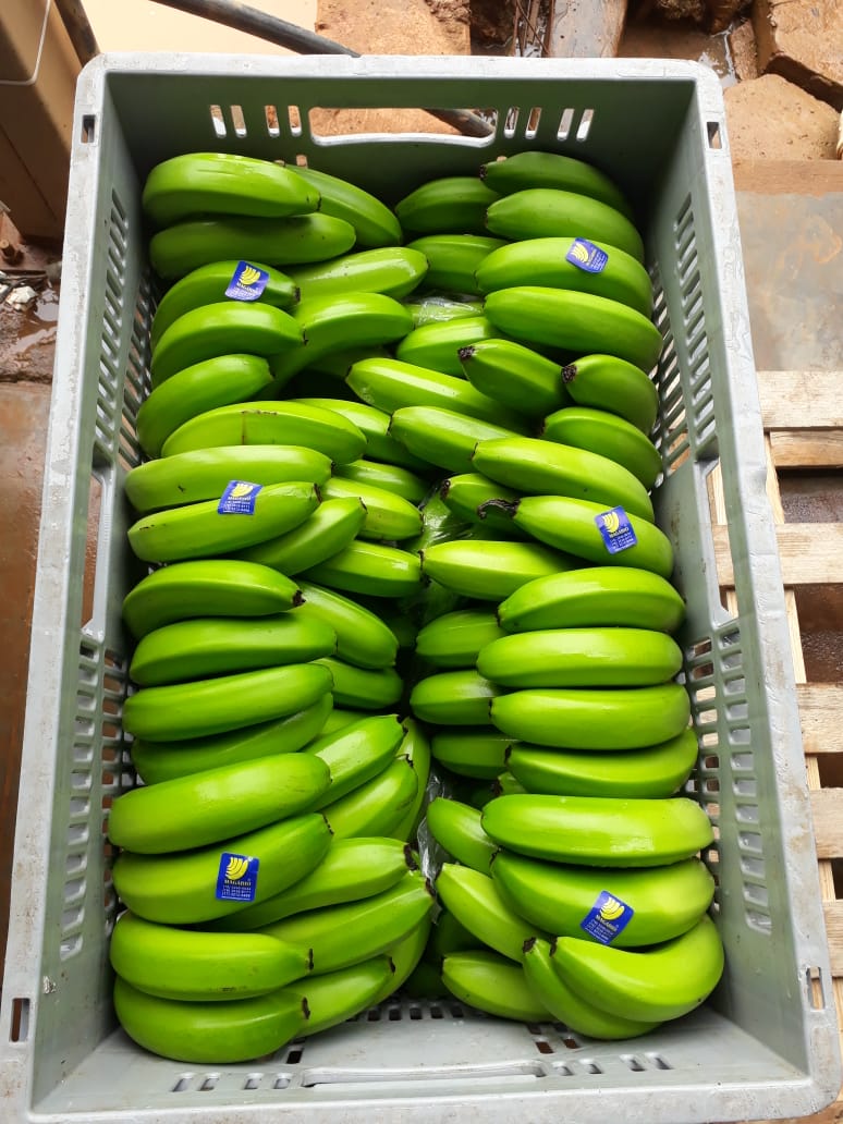 MAGARIO RIBEIRÃO EVALDO FAZ UIRAPURU 4 (11) CG 00130.jpeg