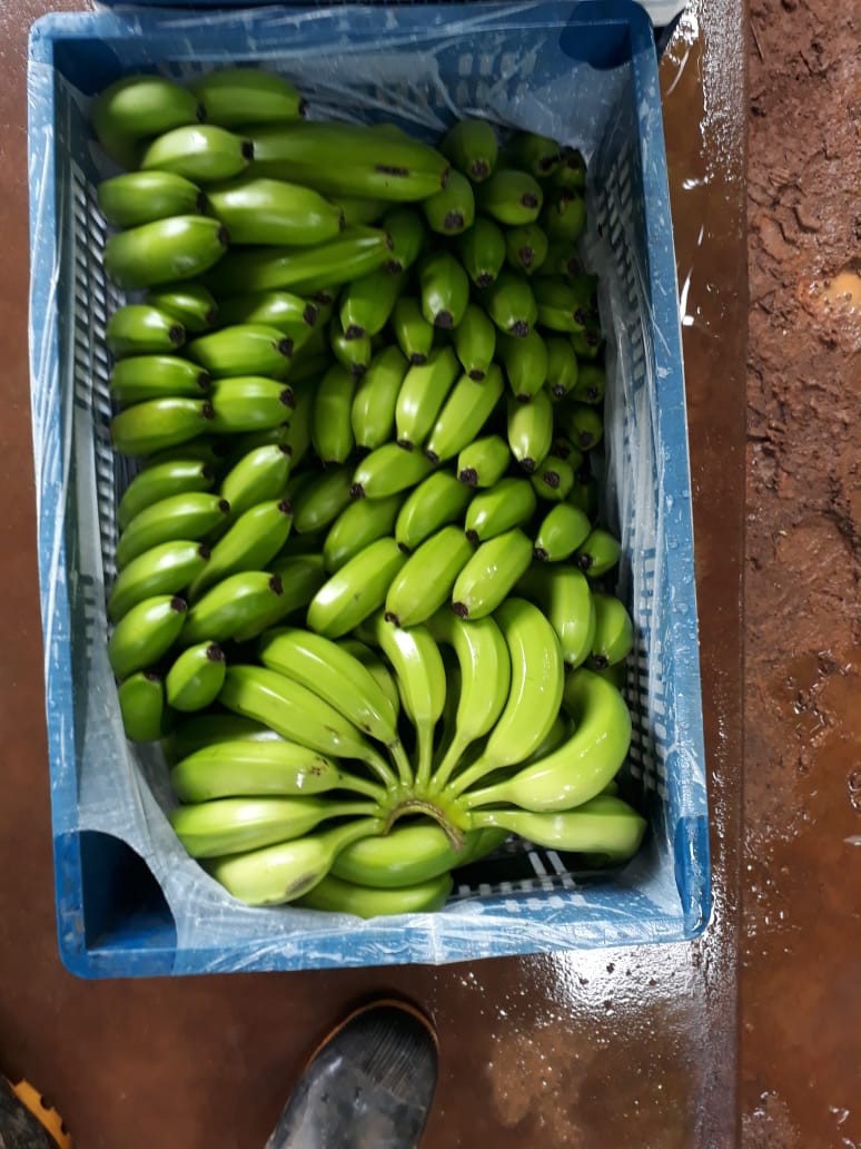 MAGARIO RIBEIRÃO EVALDO FAZ UIRAPURU 4 (18) CG 00130.jpeg