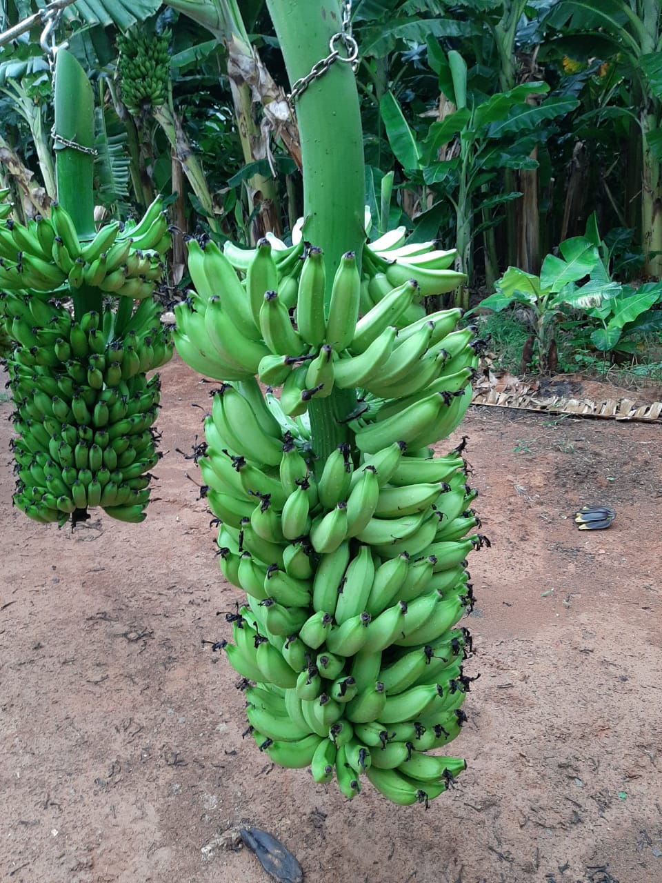 WhatsApp Image 2020-02-07 at 07.35.26.jpeg