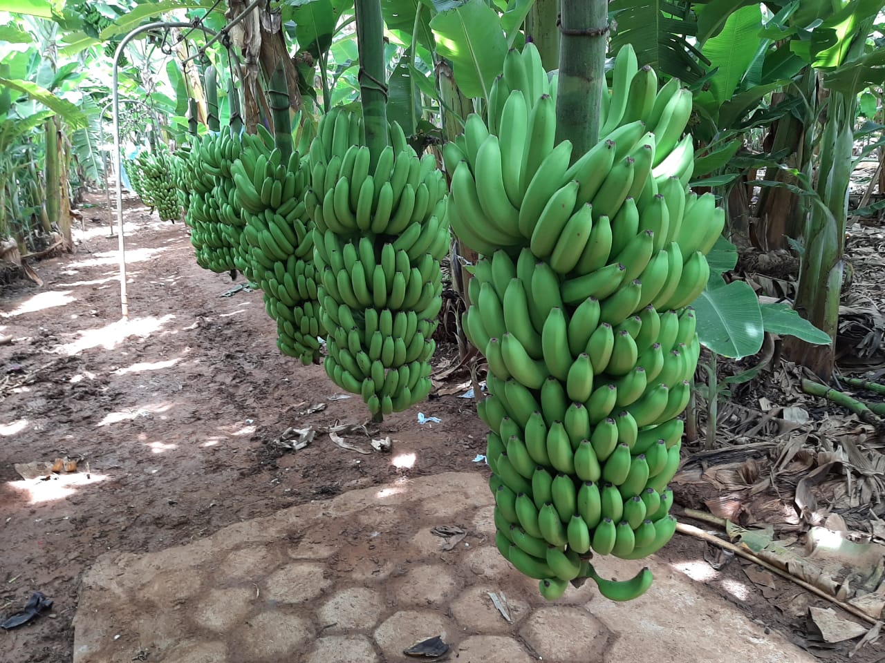 WhatsApp Image 2020-02-07 at 07.35.10.jpeg