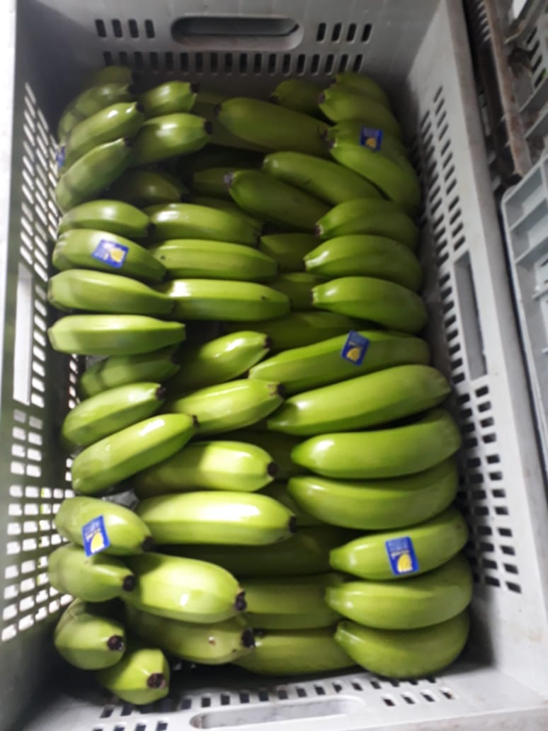 MAGARIO RIBEIRÃO EVALDO FAZ UIRAPURU 4 (17) CG 00130.jpeg